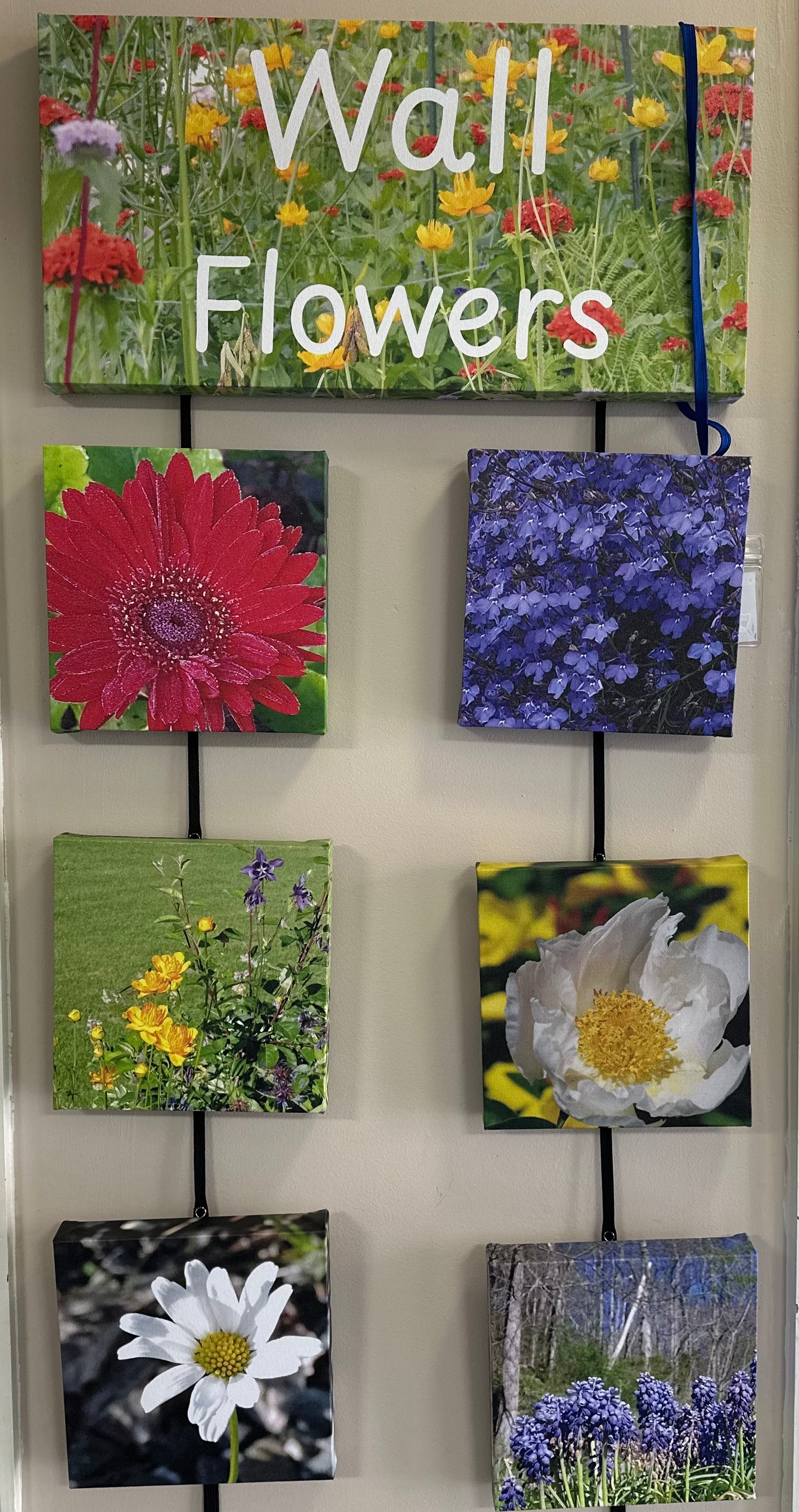 Wallflowers by Kat